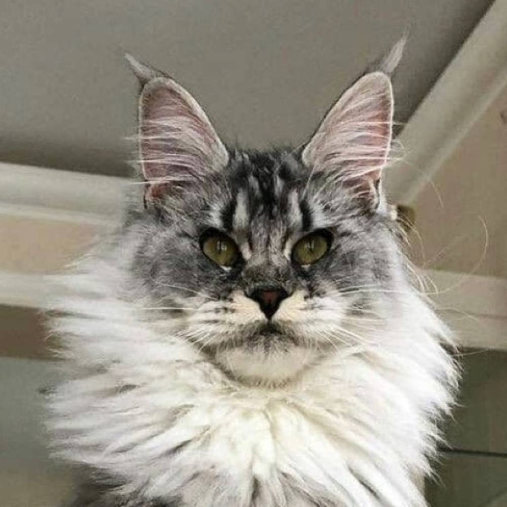 Meet your Posher, C Castle